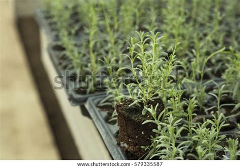 Lavender Seedlings Greenhouseyoung Sprouts Ready Planting Stock Photo