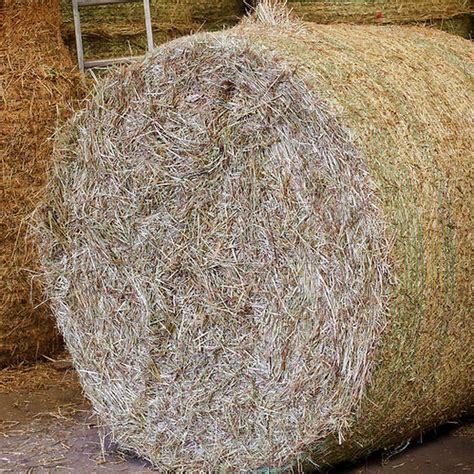 Timothy Hay Bale