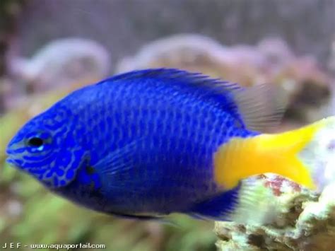 Image de Eau: Poisson Bleu Aquarium Eau Douce