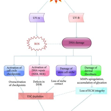 Pdf Ultraviolet Radiation Induced Skin Aging The Role Of Dna Damage