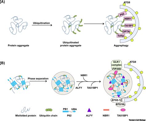 Targeting Of Biomolecular Condensates To The Autophagy Pathway Trends