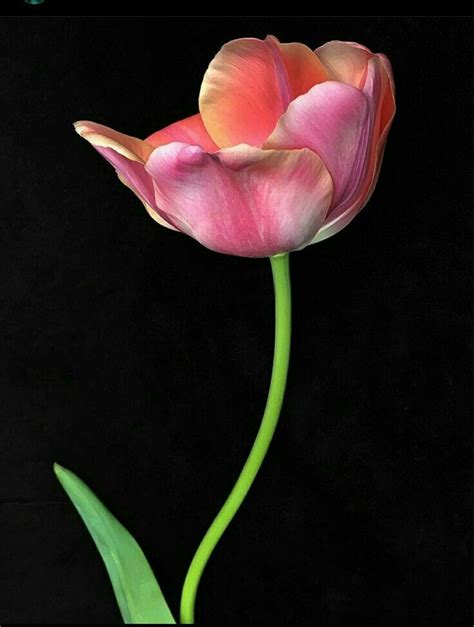 Pin By Serpil Serdar On I Ek Beautiful Flowers Pictures Tulips