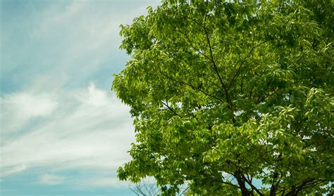 Free Images Tree Branch Sky Meadow Sunlight Leaf Flower Green