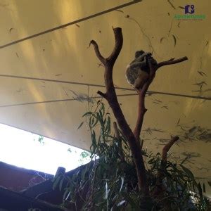 Buffet breakfast - Hamilton Island Wildlife Park - Adventures from ...