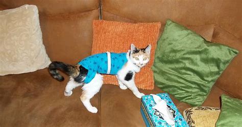 Cat Anti Scratch Suits Album On Imgur