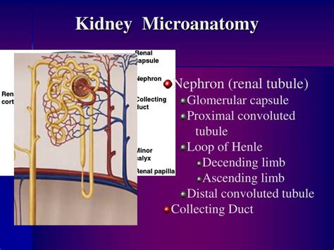 Ppt Overview Of The Urogenital System Urinary Division Powerpoint