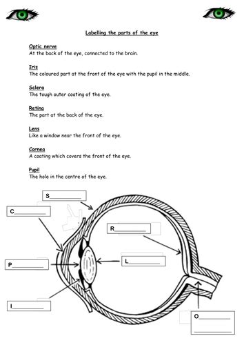 The Human Eye A Primary Science Lesson Teaching Resources