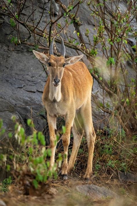 Young Male Common Eland Stands In Bushes Stock Image Image Of