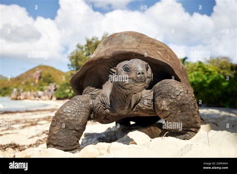 Tortue géante des seychelles Banque de photographies et dimages à