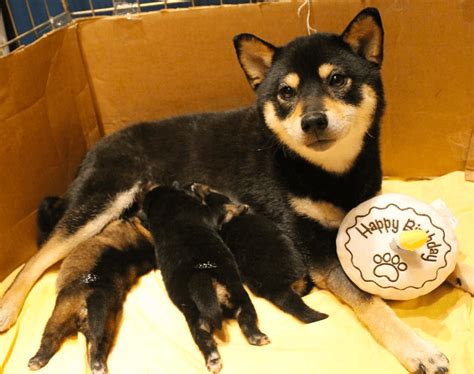 Top 7 Best Shiba Inu Breeders in Florida (FL)