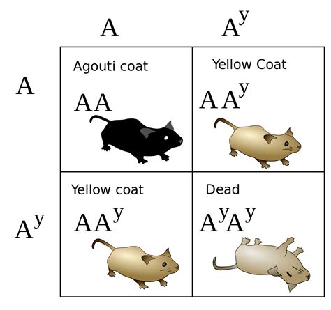 Kit Embryonic Lethality Principles Of Biology