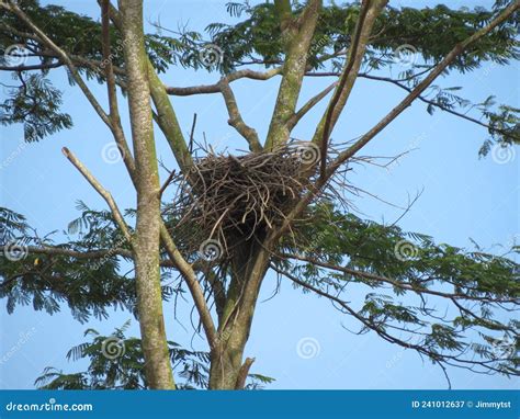 Raptor S Nest On Albizia Tree Stock Image Image Of Young Nest 241012637