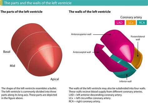 The left ventricle is always affected in ischemia and infarction – ECG learning