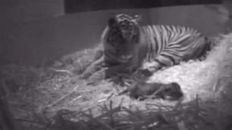 Hidden cameras film tiger cub birth at London Zoo - ITV News