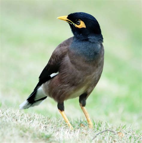 Common Birds Found In Israel Bird Watching Hq