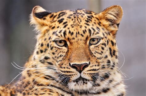 Im Beautiful And I Know It Portrait Of An Amur Leopard Flickr