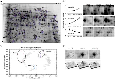 2d Dige Differential Protein Expression Analysis A Representative Download Scientific