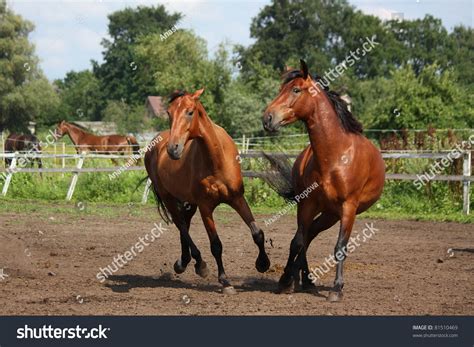 Two Horses Fighting Stock Photo 81510469 : Shutterstock