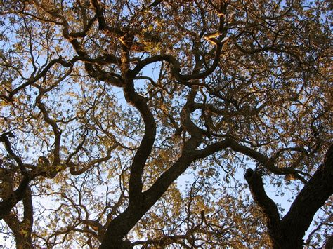 Archivo Old Oak Tree Thousand Oaks Ca