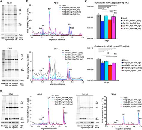 Shutoff Activity On Host Protein Synthesis Of Human And Avian Cultured