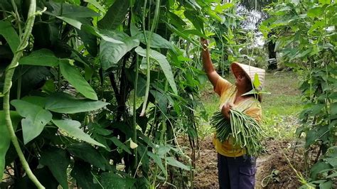 Vlog Di Kebun Belakang Panen Kacang Panjang Dan Semangka Youtube