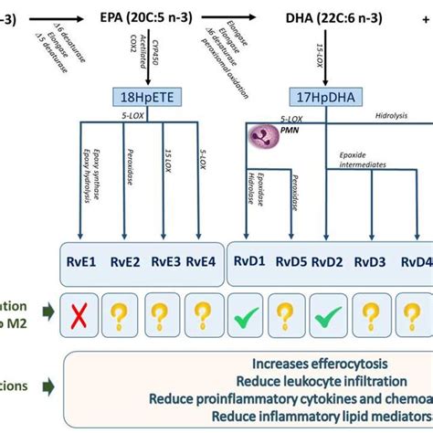 Specialized Pro Resolving Mediators Spm Biosynthetic Pathways And