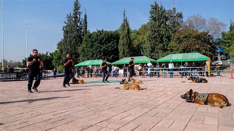 Apoyan Binomios Caninos En La Seguridad De La Uaq