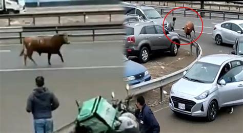 Toro Se Escapa Y Causa Terror A La Altura Del Touring En La Panamericana Sur Video