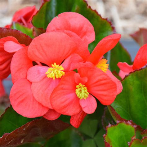 Big Red Green Leaf Begonia Buchanan S Native Plants