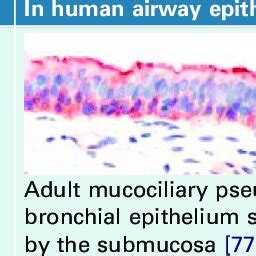 Comparison Of Human Airway Epithelium And Wd Paecs Following Rsv