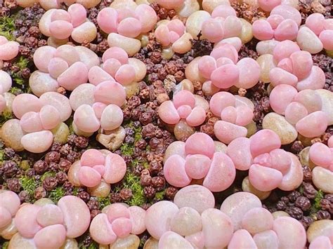 10 Seeds Echeveria Laui X Pachyphytum Pink Cheese New Hybrids Rare