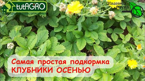 Садоводка
