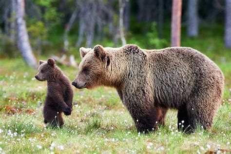 Mother Bear And Cub Mother Bear And Cub Photograph By Andrea