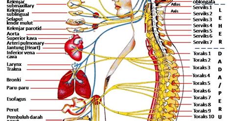 Apa Itu Sistem Saraf Tepi Pengertian Sistem Saraf Tepi Blog Pelajaran