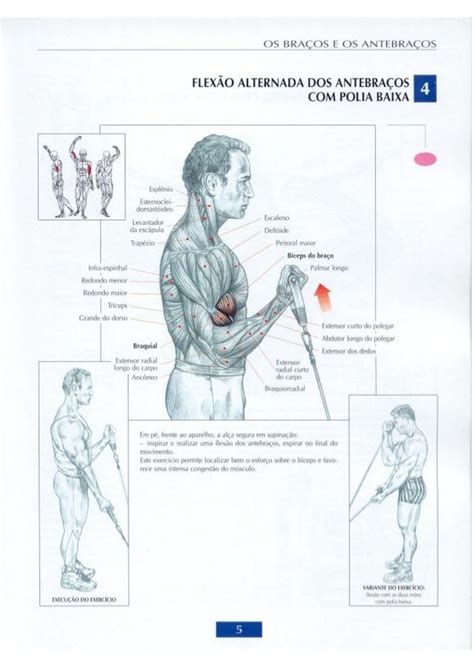 Guia dos movimentos de musculação abordagem anatômica português il