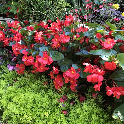 Red Begonia Information