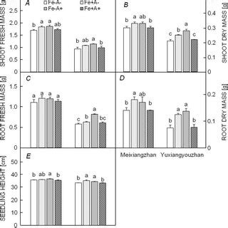 Effect of Fe and α ketoglutaric acid on A shoot fresh mass B shoot