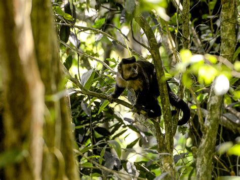 Mata atlântica tem 2 845 espécies ameaçadas de extinção Jornal de