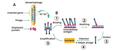 Phage Display And Antibody Library Sino Biological