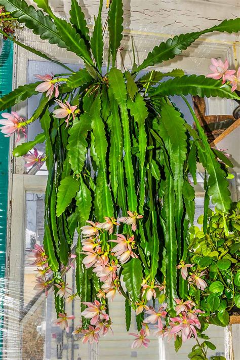 Growing Orchid Cacti How To Care For Epiphyllums Indoors