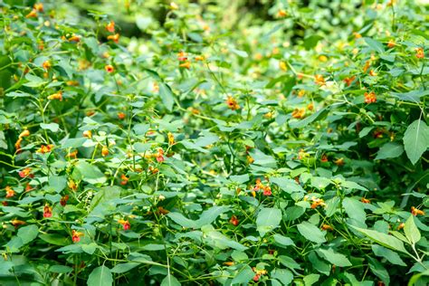 Jewelweed Plants (Impatiens Capensis): Native Plant Guide