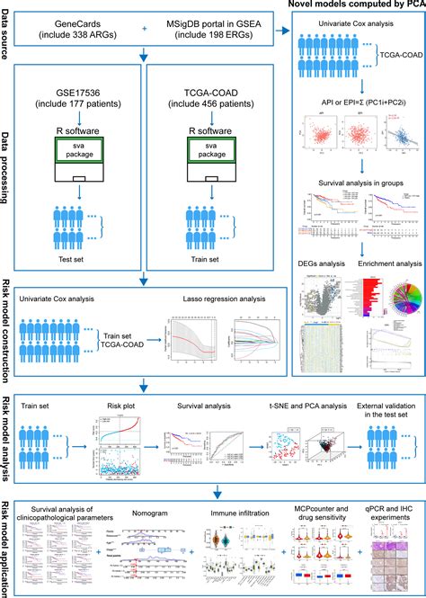 Frontiers The Crosstalk Between Anoikis And Epithelial Mesenchymal