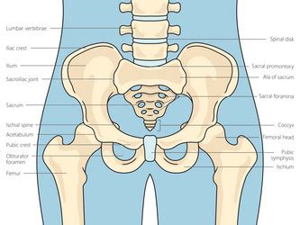 Scoliosis Structure Diagram Medical Science Vector Image