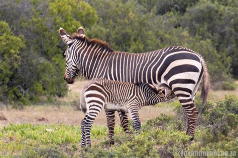 15 things to do at De Hoop Nature Reserve in the Overberg - Roxanne Reid - Africa Addict