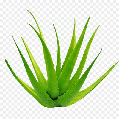 Aloe Vera Png Clipart Ak F Pngsource