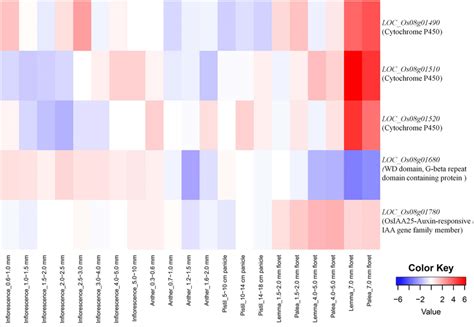 Gene Expression Analysis Of Candidate Genes Underlying Grain Weight QTL