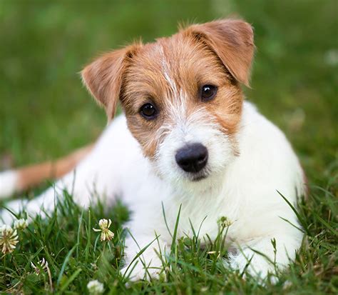 Jack Russell Terrier Todo Sobre Esta Raza De Perros Mini