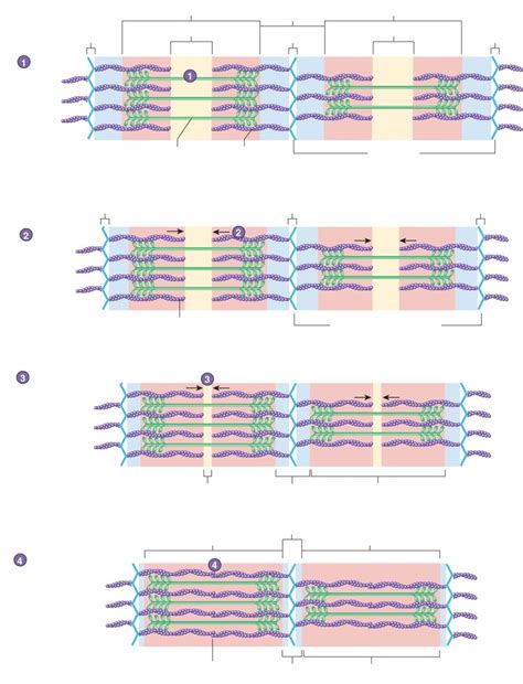 Sarcomere Shortening Diagram Quizlet