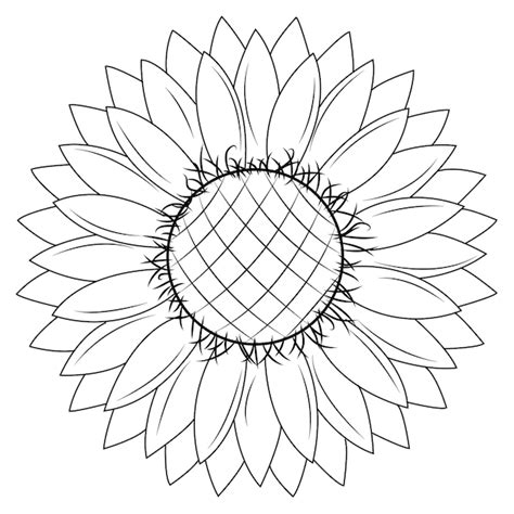 Contorno De Girasol Vector Premium