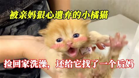 被亲妈狠心遗弃的小橘猫，捡回家洗澡，还给它找了一个后妈 Youtube